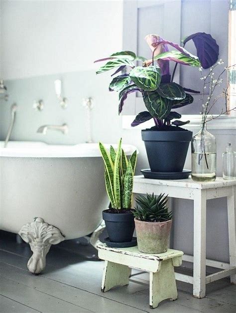 浴室種植物